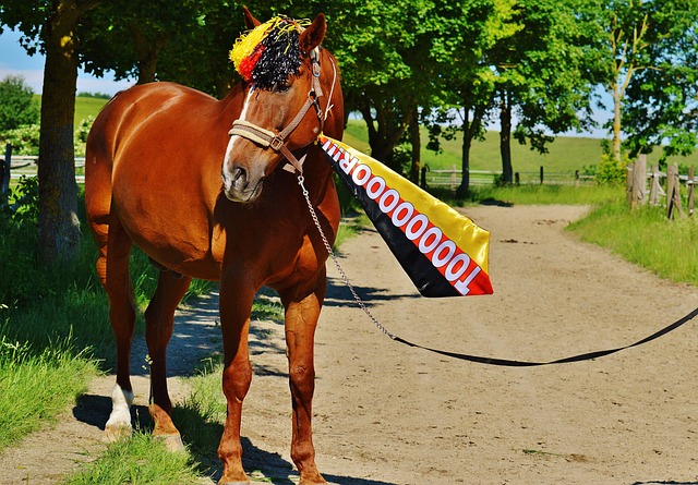 这个项目 这个项目